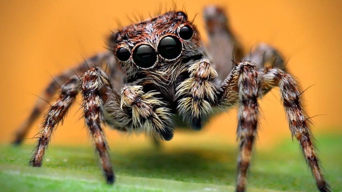 Study reveals that spiders sleep and go through a stage resembling human dreams